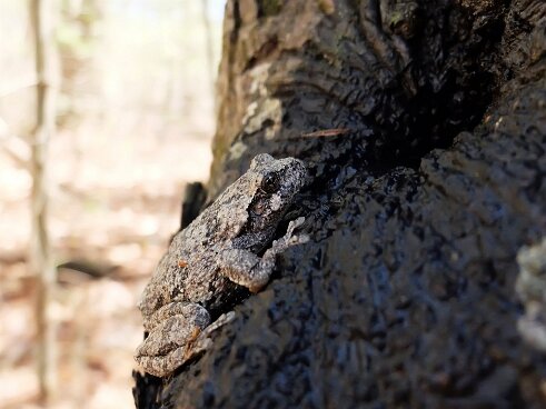 Grey Tree Frog