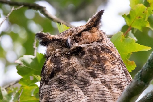 Great Horned Owl at Burrage Pond WMA.