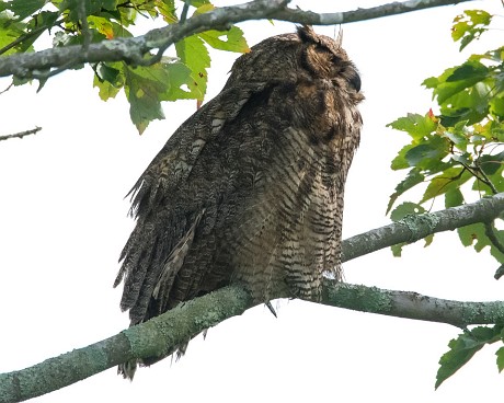 Burrage Pond WMA - Great Horned Owl 9/16