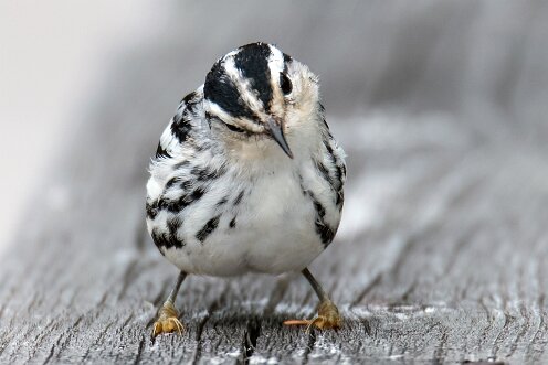 Black and White Warbler