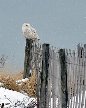 Snowy Owl at Powder Point Duxbury.