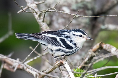 Black and White Warbler in Fundy National Park, New Brunswick, Canada.