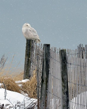 Snowy Owl at Duxbury Beach