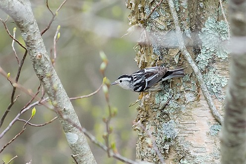 Black and Whiite Warbler Burrage