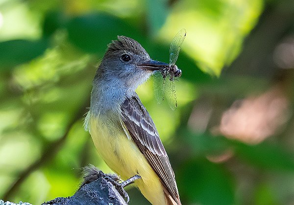 Terestrial Birds Terestrial Birds Birds typically found in terrestrial environments. 131 images