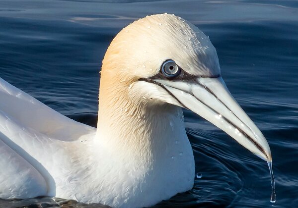 Shoreline, Ocean, and Pelagic Birds Shoreline, Ocean, and Pelagic Birds Birds typically found in water or pelagic environments. 49 images