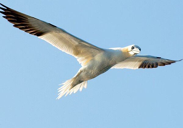 Shoreline, Ocean, and Pelagic Birds Shoreline, Ocean, and Pelagic Birds Birds typically found in water or pelagic environments. 49 images