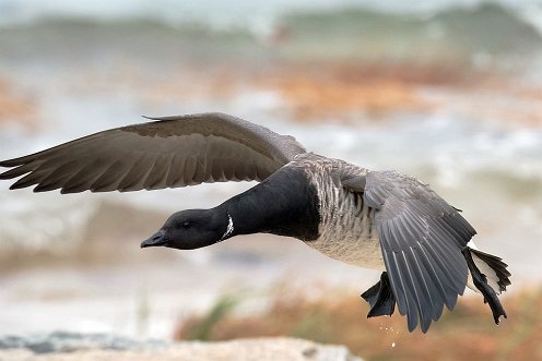 Brant at Plymouth MA.