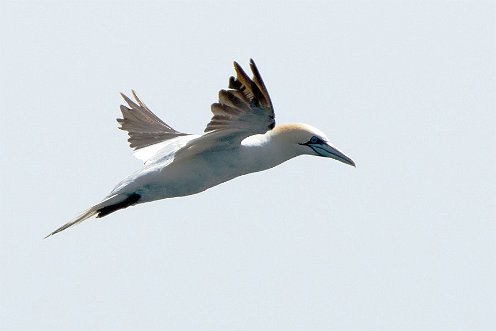 Northern Gannet on Stellwagen Bank