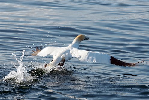 Northern Gannet, Stellwagen Bank.