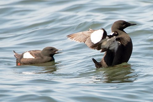 Black Guillemots on Prince Edward Island