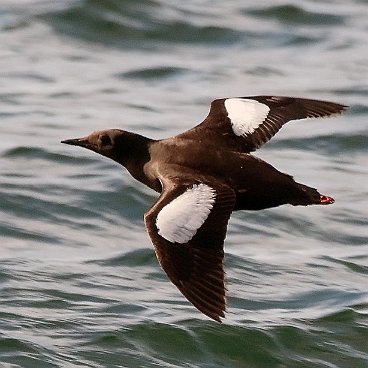 Black Guillemot of Little Sands PEI.