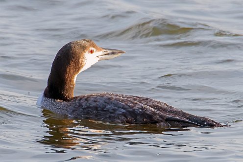 Common Loon in Furnace Pond Pembroke MA