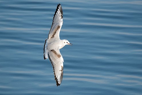 Bonaparte's Gull at Plymouth MA.