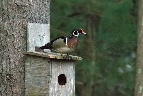 woodduck-1