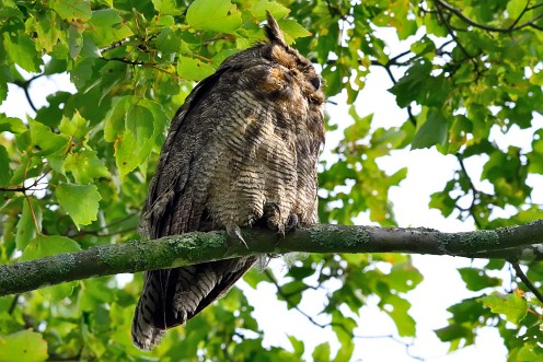 Birding. Great Horned Owl at Burrage Pond WMA.