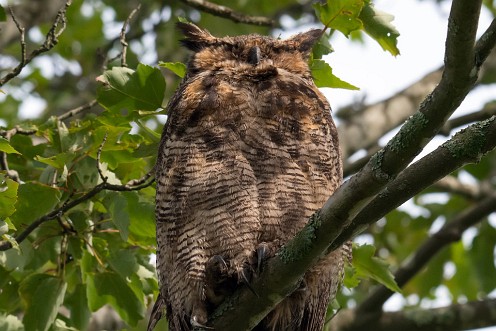 Great Horned Owl at Burrage Pond WMA