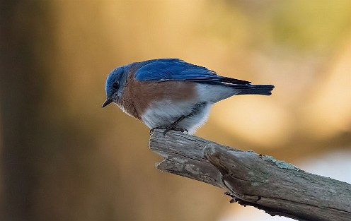Bluebirds at Burrage Pond taken Feb 20, 2017