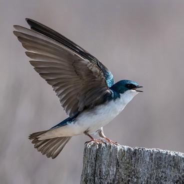 Swallows return to burrage pond