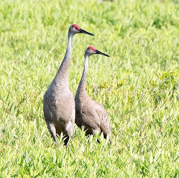 Sandhill Crane at Burrage Pond