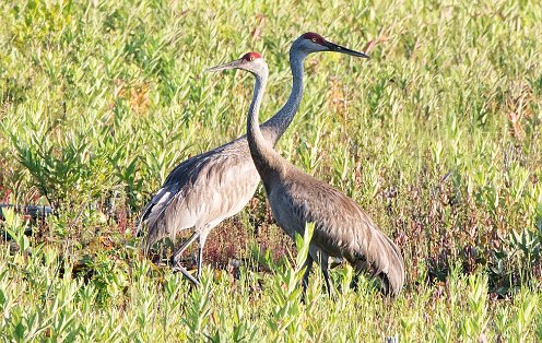 Sandhill Crane at Burrage Pond