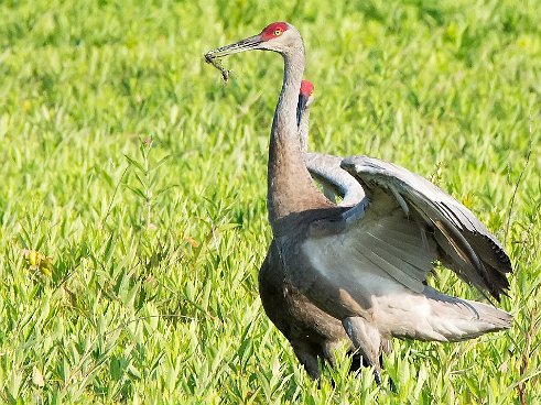 Sandhill Crane at Burrage Pond