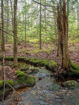 KELT Lilly Pond Community Forest