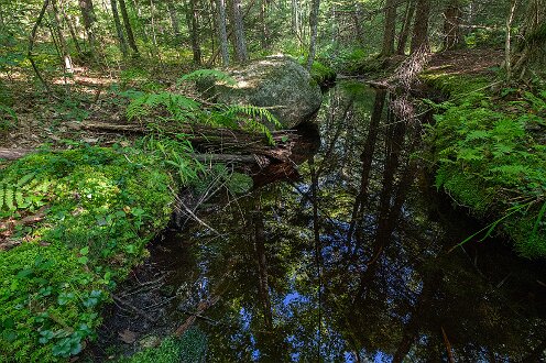 KELT Lilly Pond Community Forest