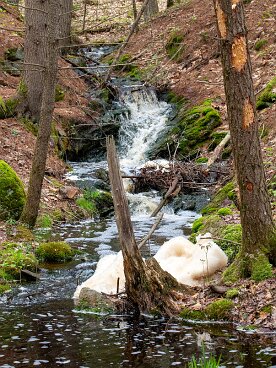 KELT Lilly Pond Community Forest