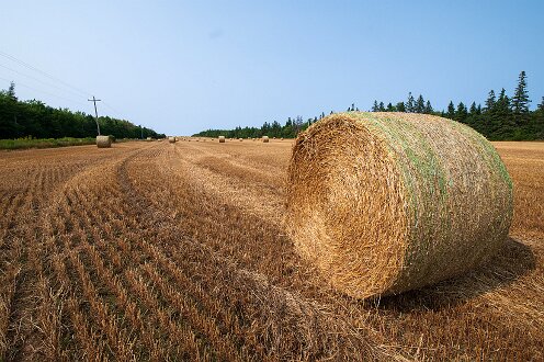 Near Montague PEI August 2025