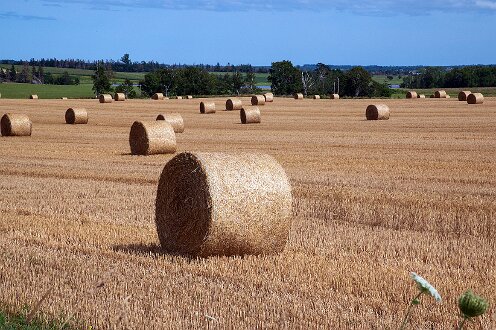 PEI_250810_984