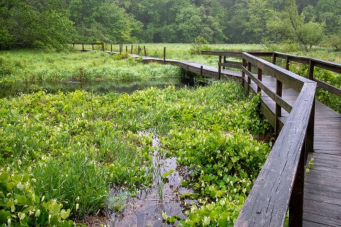 Smith-Nawazelski Conservation Area - Bay Circuit Trail