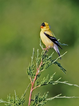 Goldfinch at The Last Meadows
