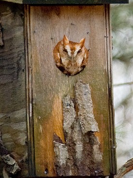 Red Phase Screech Owl