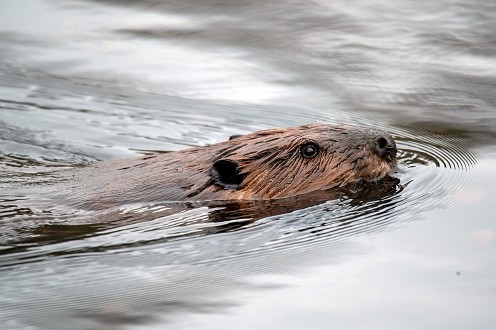 Beaver at Burrage Pond