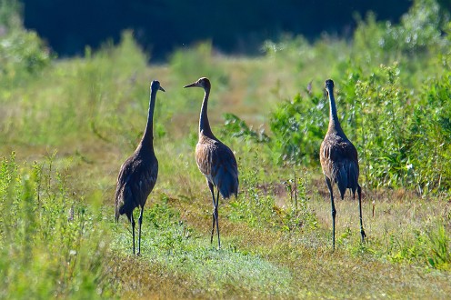Sanhill Cranes at Burrage Pond WMA