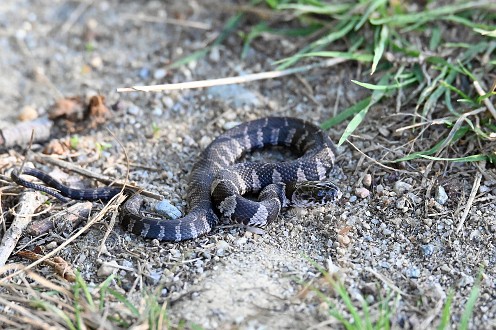 Northern Water Snake at Burrage Pond