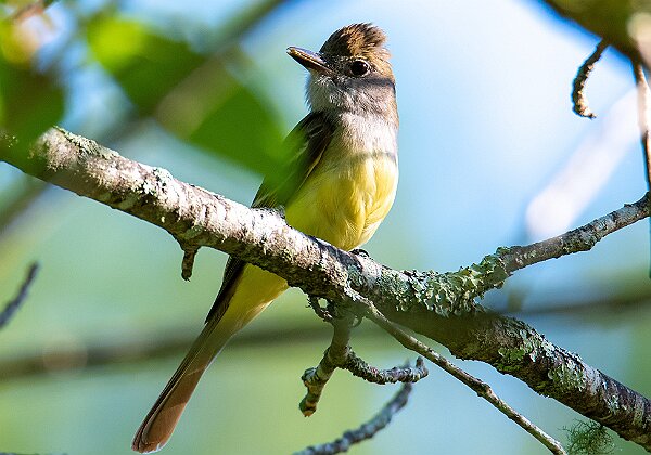 Wild Hanson Wild Hanson All photos of these creatures were taken in the Town of Hanson. This is a work in process and comments will...