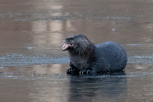 River Otter - Indian Head River