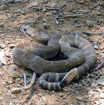 Mt Tam Rattlesnake