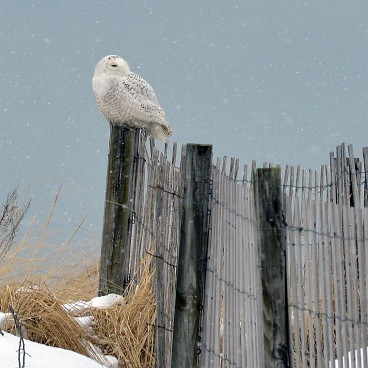 Snowy Owl at Duxbury Beach