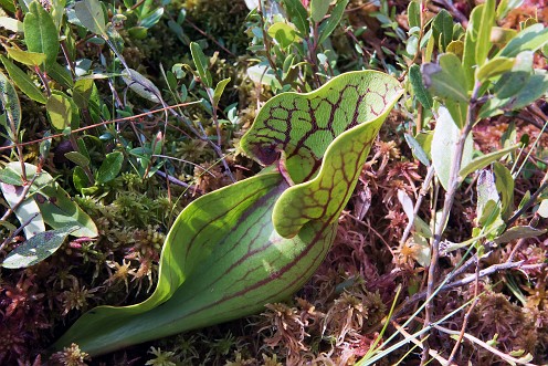 Pitcher plant in bog PEI