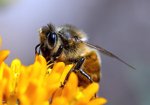 Bugs Bugs Bugs 33 images