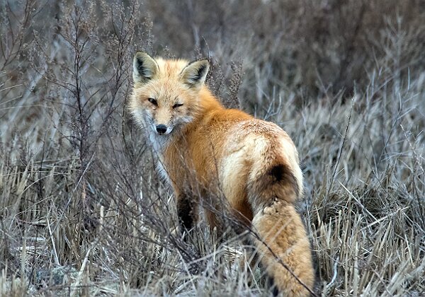 Creatures Creatures 46 images