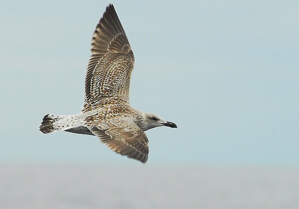 S4 Pelagic Trip October 2012 S4 Pelagic Trip October 2012 Stellwagen Bank National Marine Sanctuary pelagic bird observation trip. 57 images