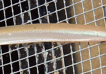 Sandlance May 2015 Sandlance May 2015 Sandlance May 29, 2015 30 images