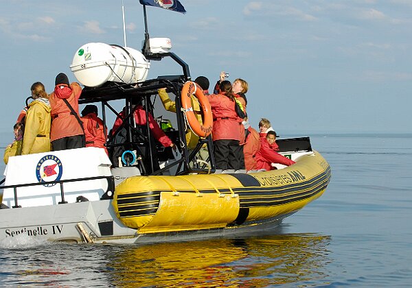 Stellwagen and Tadoussac Stellwagen and Tadoussac Photos in this gallery were taken on commercial whale watch cruises at both Stellwagen and the...