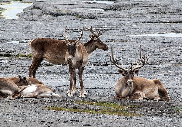 Newfoundland and Labrador Newfoundland and Labrador --> Newfoundland and Labrador 41 images