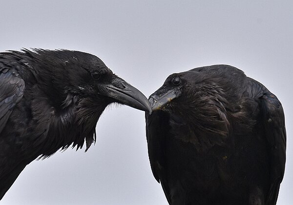 Birds Birds --> 180 images 1 video