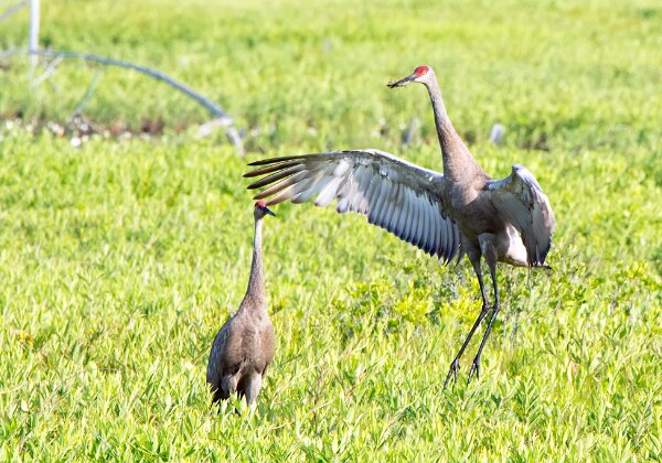 Burrage Pond Wildlife Management Area. Mass WMAs are public areas that are protected to provide habitat for wildlife and...